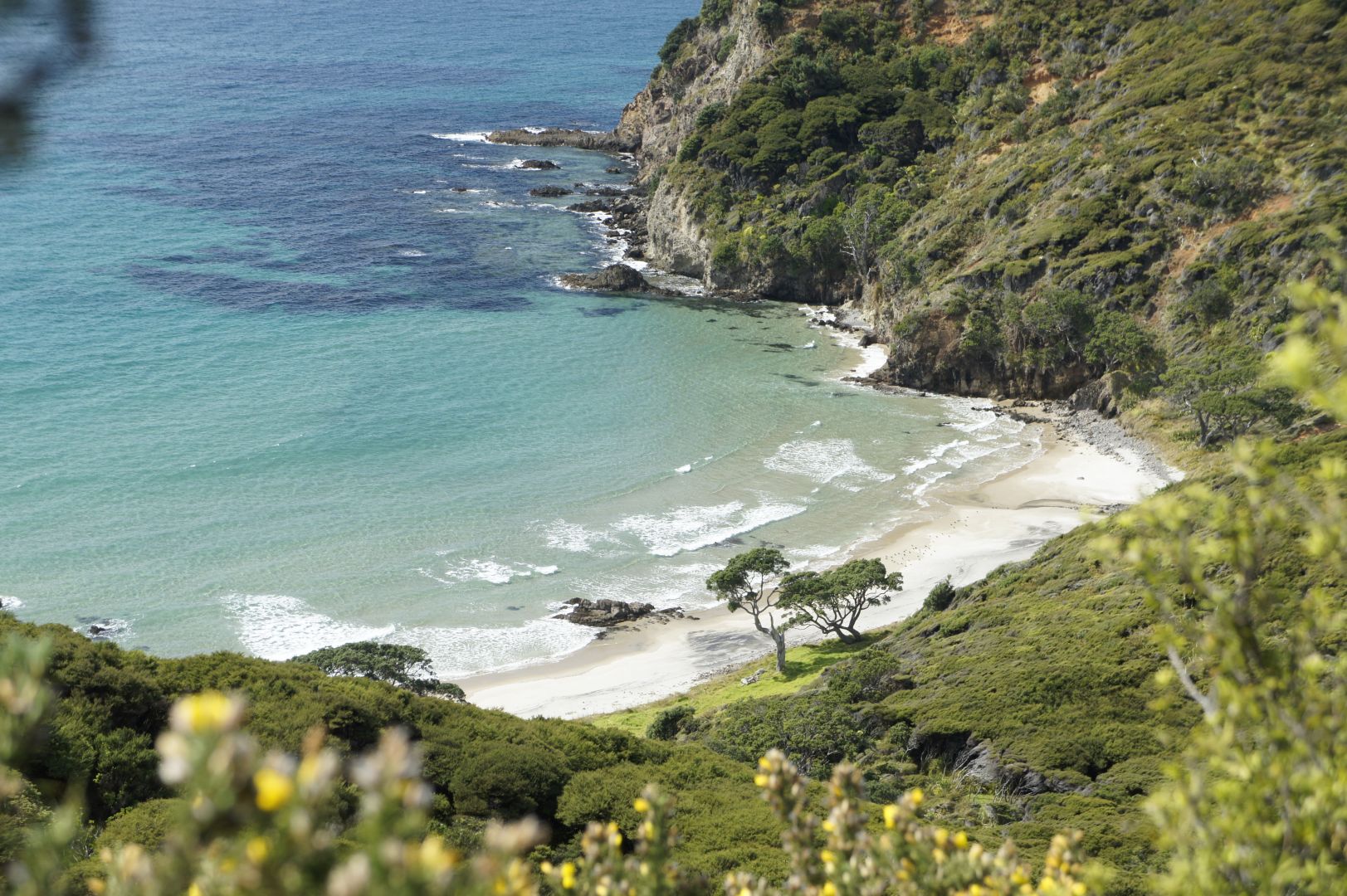 great barrier island tourist information